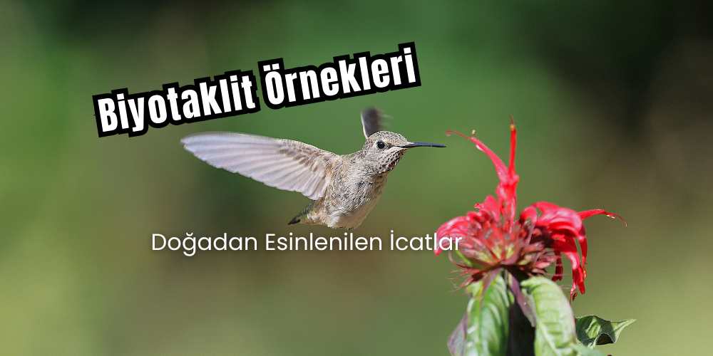 Doğadan Esinlenilen İcatlar: Biyotaklit Örnekleri